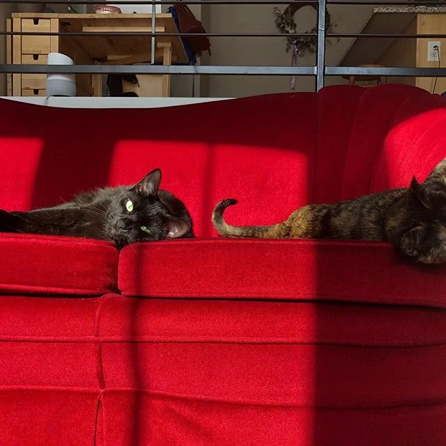 caturday is for the cats