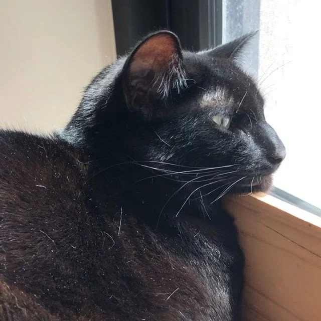 sound on for big purrs and church bells 🔔 happy caturday 🐱