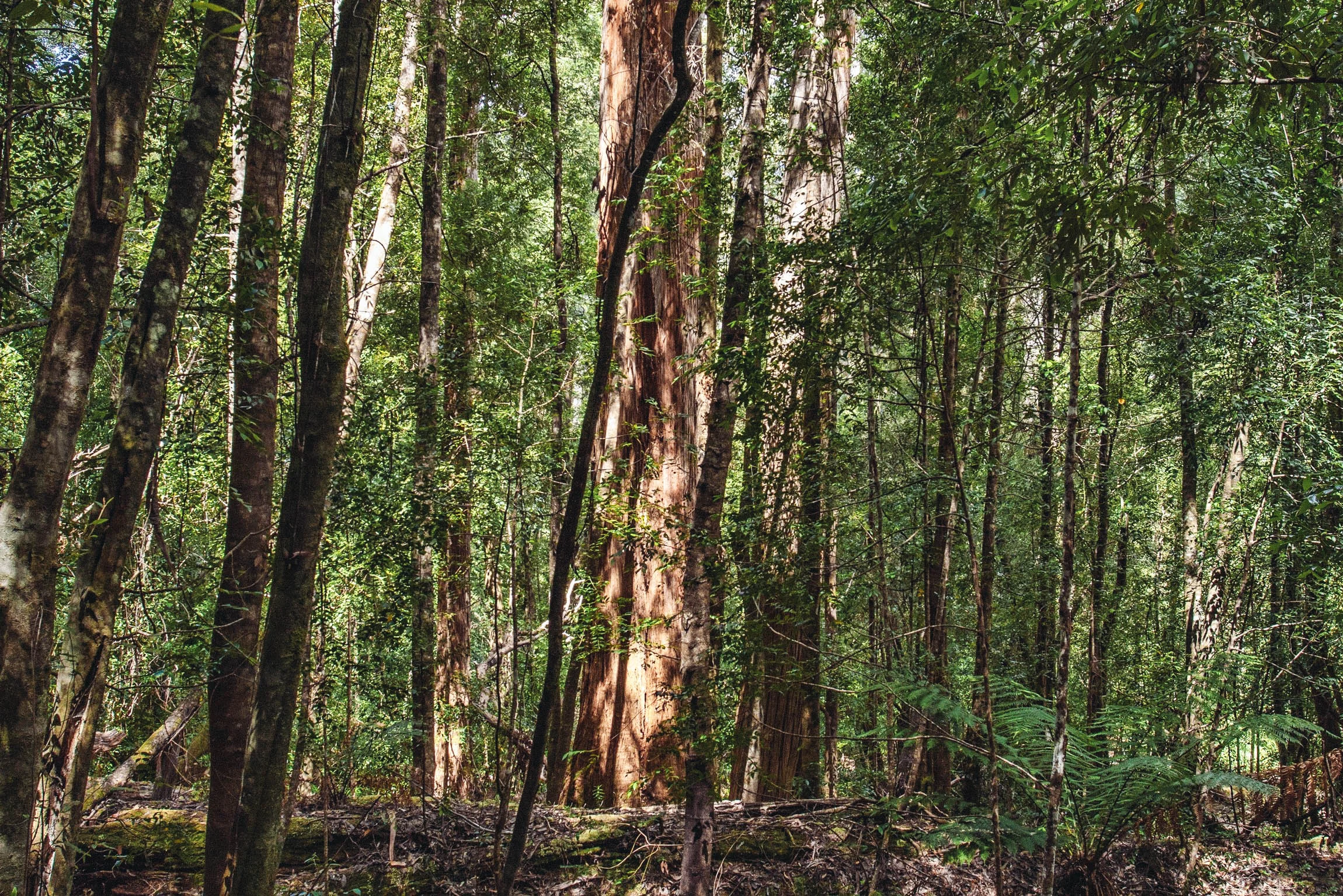 01. PLANT // 10 TREES PER UNIT SOLD For every pair of eyewear sold, we plant 10 trees. We've partnered with Trees for the Future to plant trees in countries worldwide that suffer from deforestation and soil degradation and help to restore a natural, healthy environment. In most instances the trees planted are fruit trees which also provide food to the local populations.