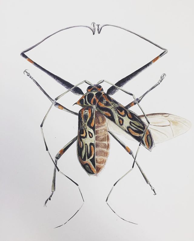 Harlequin Beetle

#scientificillustration #scienceillustration #watercolor #entomology #harlequinbeetle