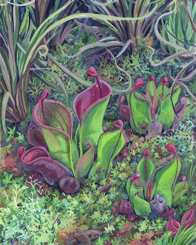 Heliamphora minor 
Here is a painting from a few months ago.

#gouache #gouachepainting #illustration #carnivorousplants #botanicalillustration #scientificillustration #heliamphoraminor #heliamphora