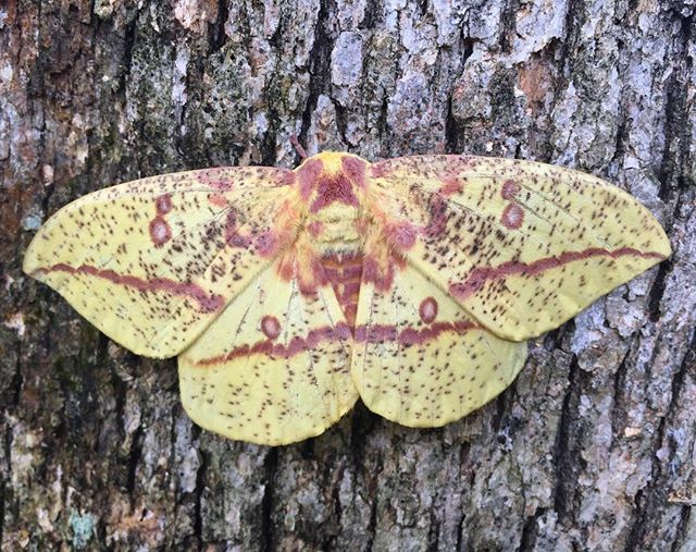 Female Imperial Moth

#imperialmoth #entomology #eaclesimperialis mperialis