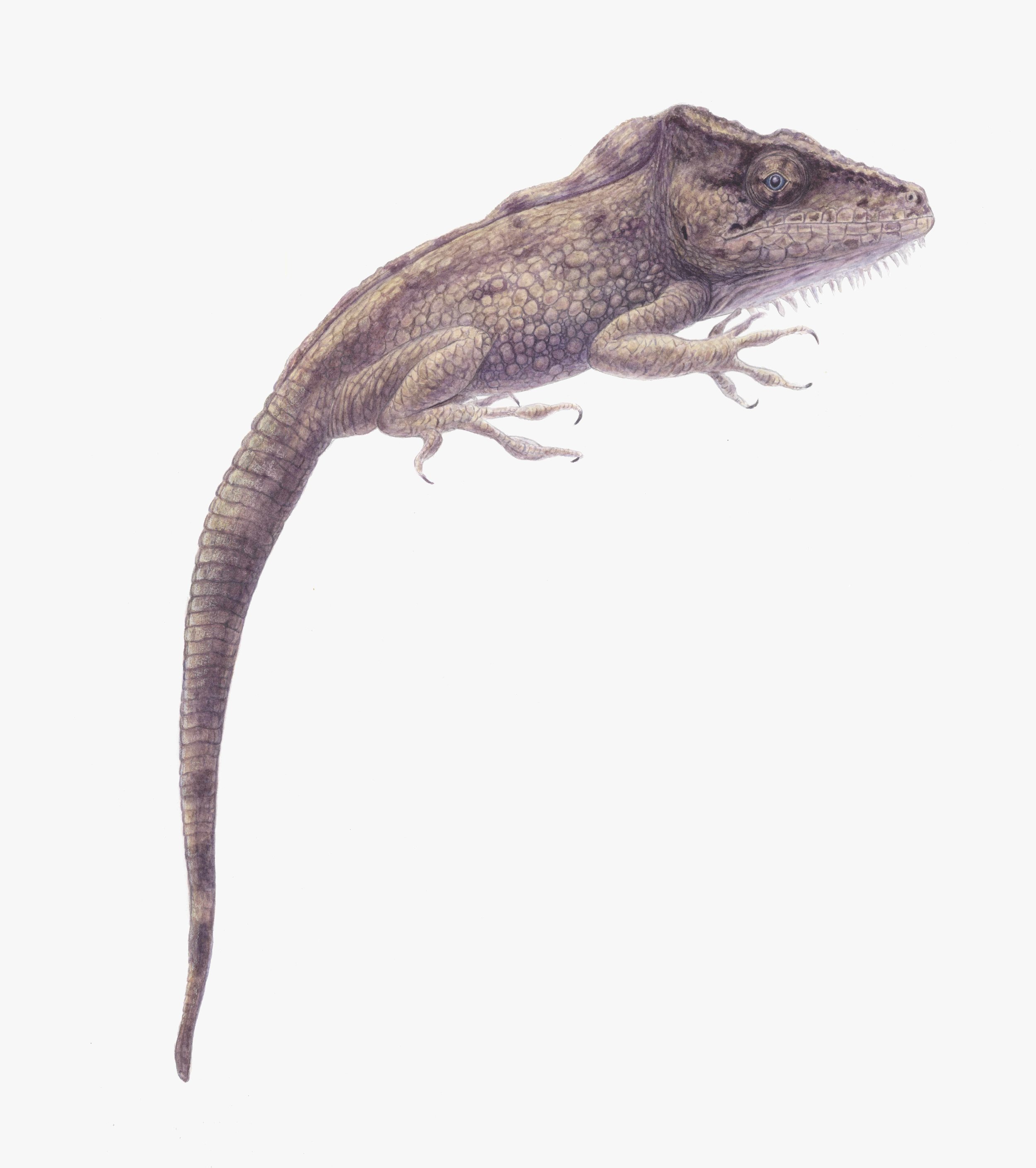 Cuban False Chameleon