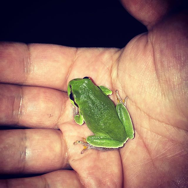 Checked out a spot tonight where I heard weird frog calls years ago! Was rewarded with hundreds of these calling, along with countless other species. Pretty impressive to experience.

#pinebarrenstreefrog #njpinebarrens #herpetology #hylaandersonii #