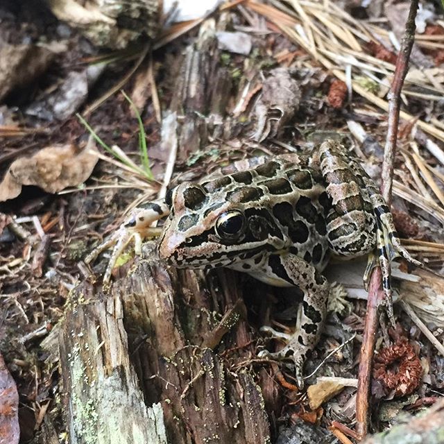 Pickerel Frog