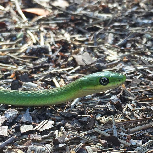 Rough Green Snake 
#roughgreensnake #opheodrys #pinebarrens