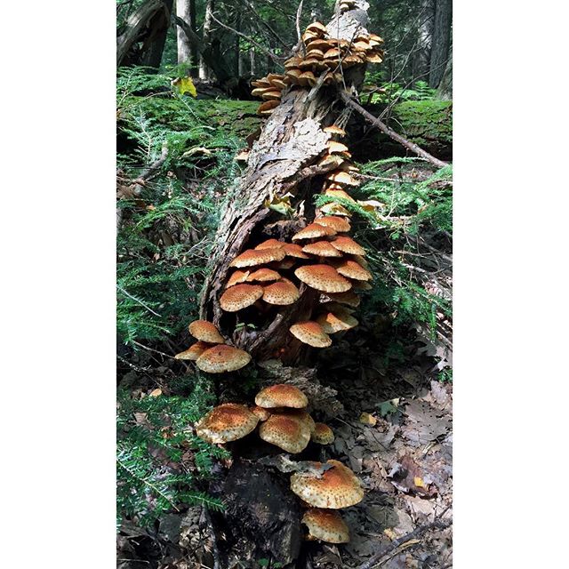 Mushrooms in the Catskills

#fungi #mushrooms