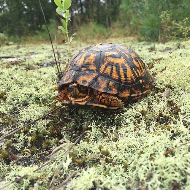 This shy guy looking fresh after the rain. Always great to encounter this species.

#easternboxturtle #pinebarrens #njpinebarrens