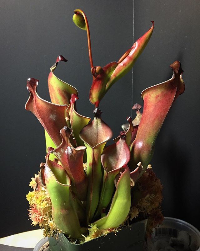 Heliamphora growing out of hand

#heliamphora #carnivorousplants #sunpitcher #heliamphoraheterodoxa