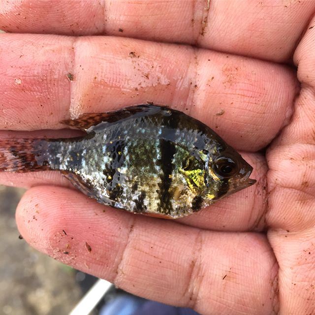 Black-banded Sunfish: The jewel of the Pine Barrens

Plus a few other finds from the last two outings.

#blackbandedsunfish #njpinebarrens #njpinebarrens #roughgreensnake #redbelliedslider #fencelizard