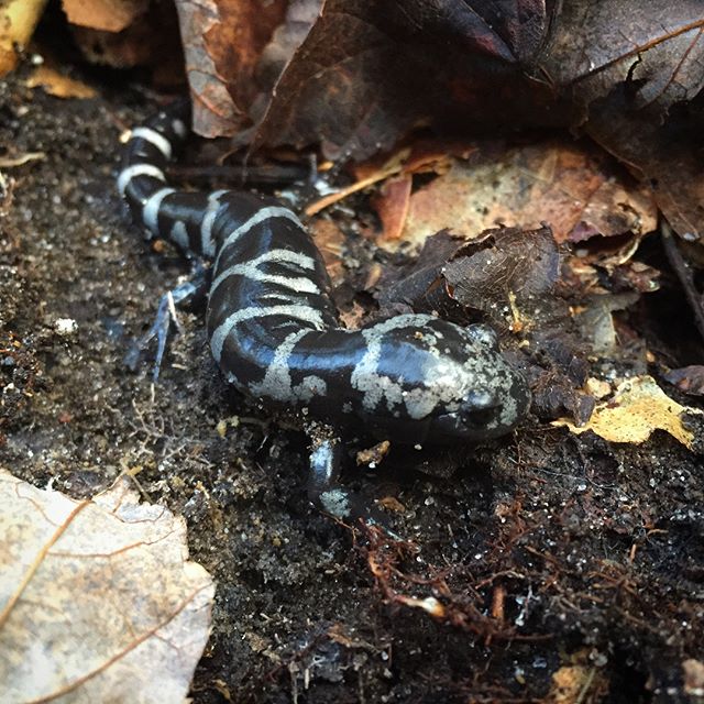 Took a trip yesterday to go salamandering in southern NJ, was not disappointed!

#marbledsalamander #ambystomaopacum #njherps #ambystoma #njwildlife