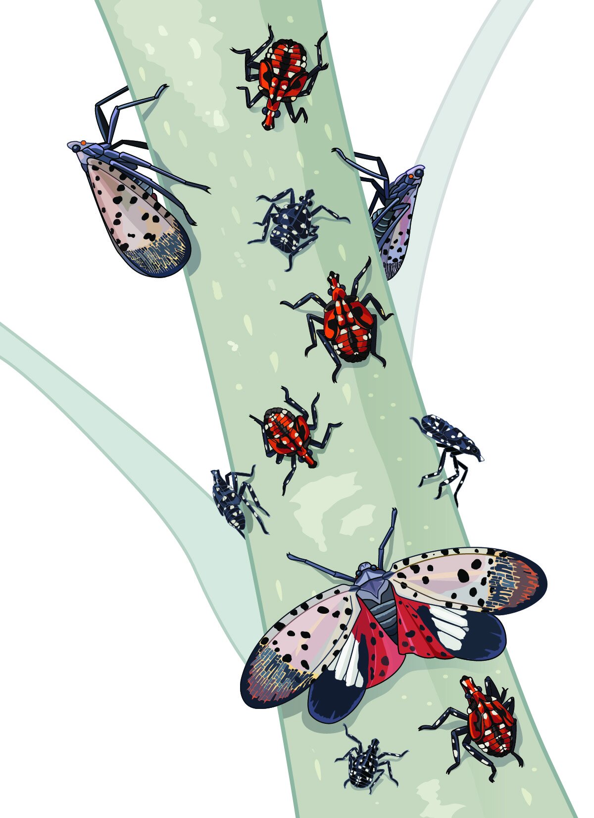 Spotted Lanternfly