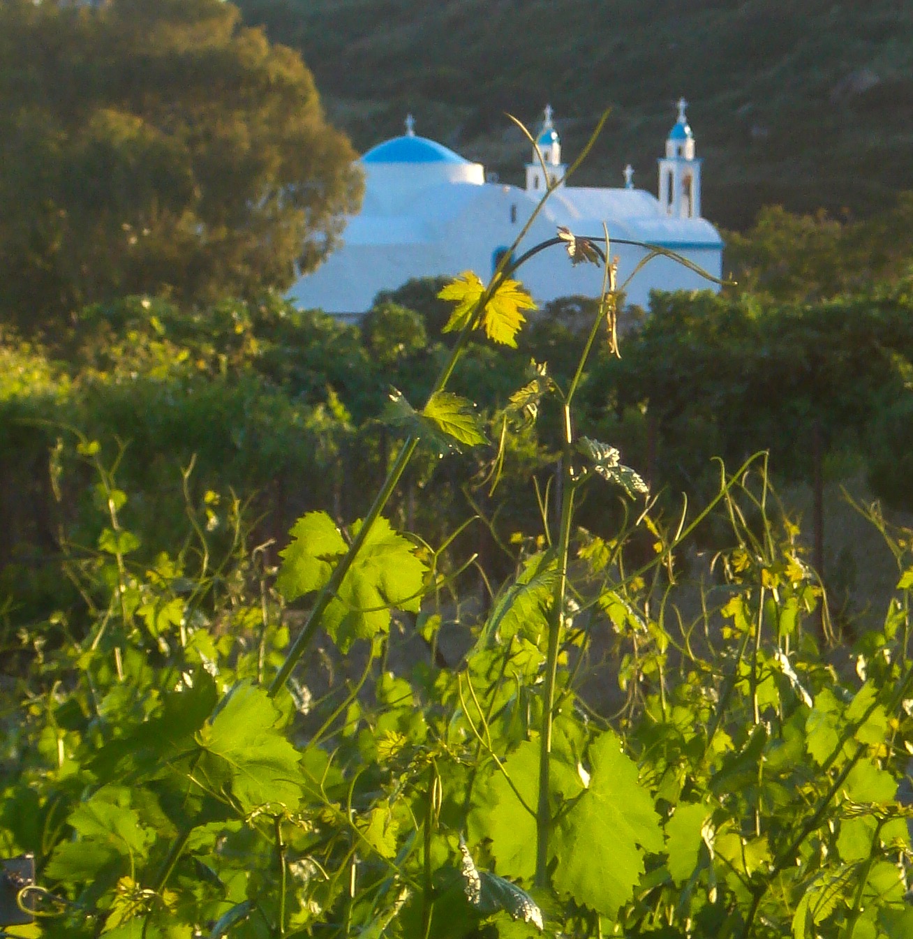 chapel and vines.jpg