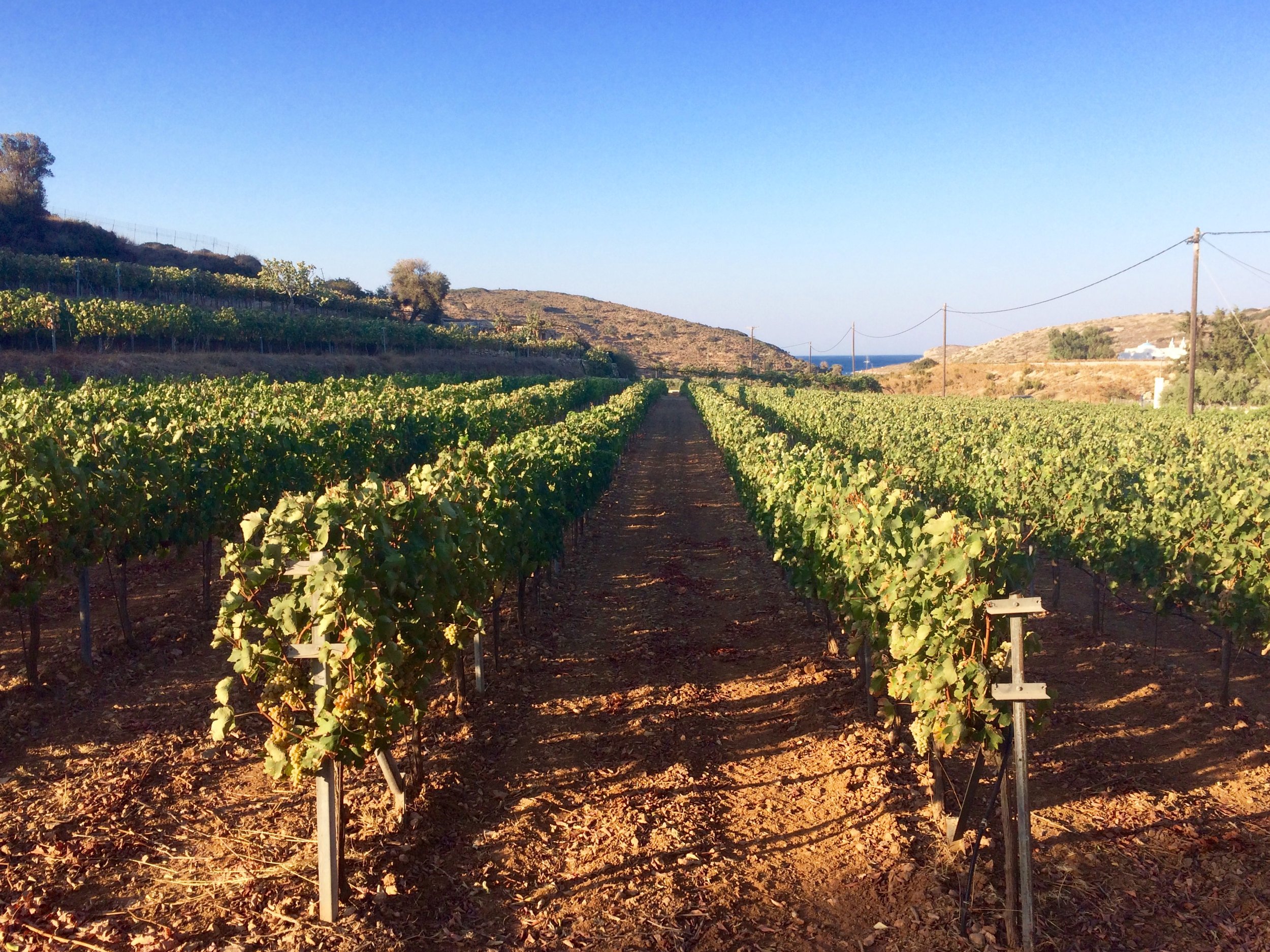 assyrtiko vines.jpg