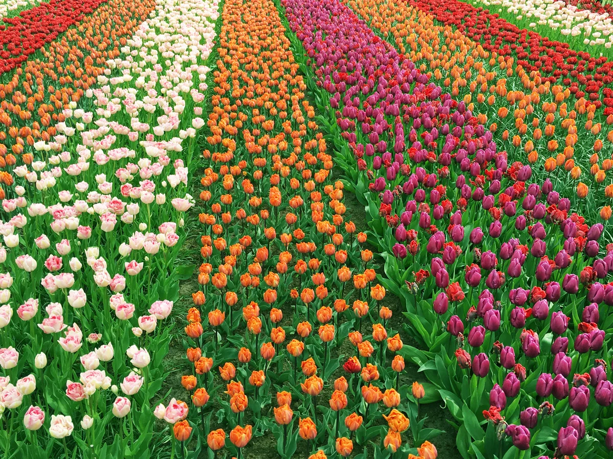 fields.jpg