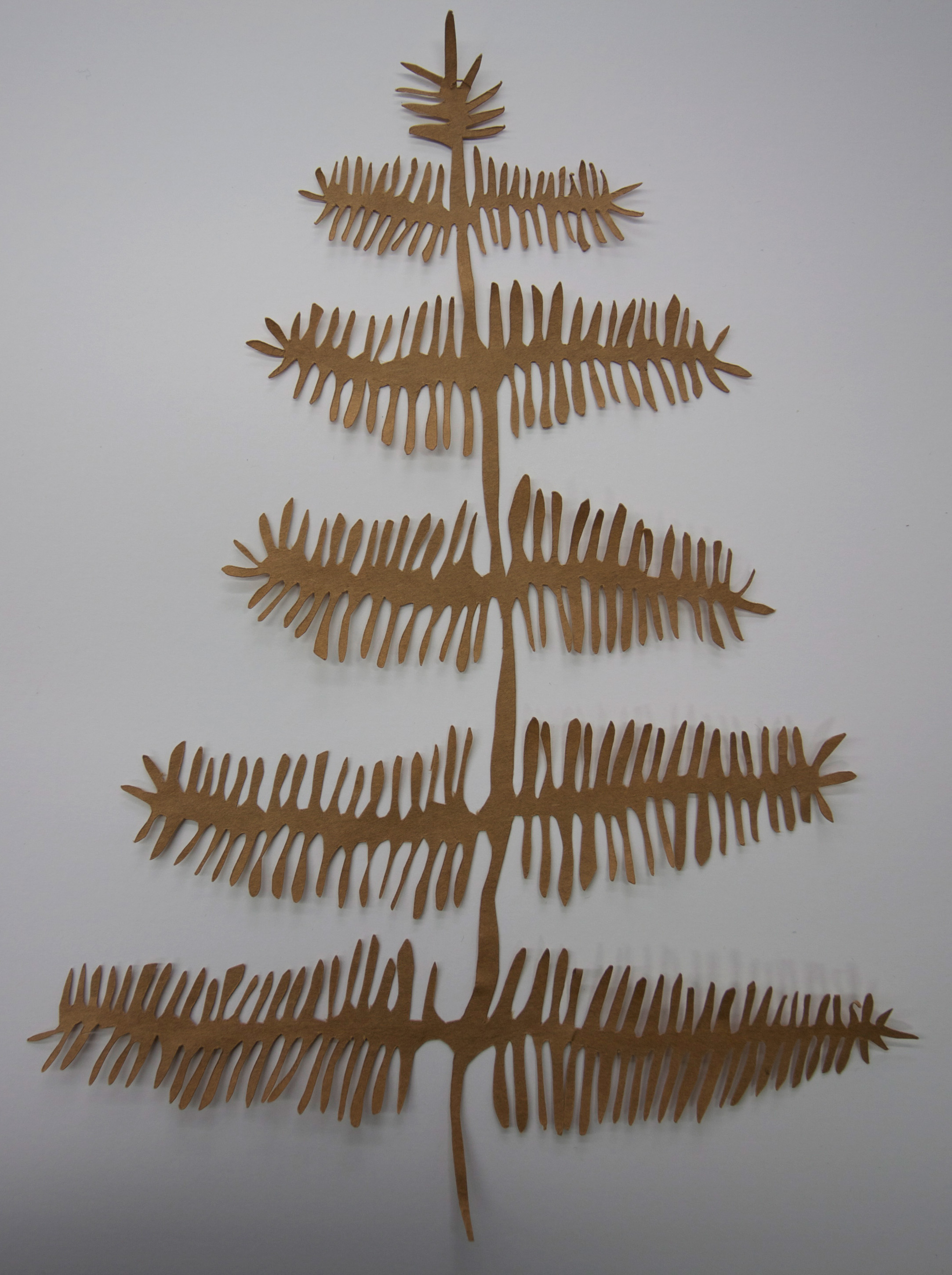 fern.jpg