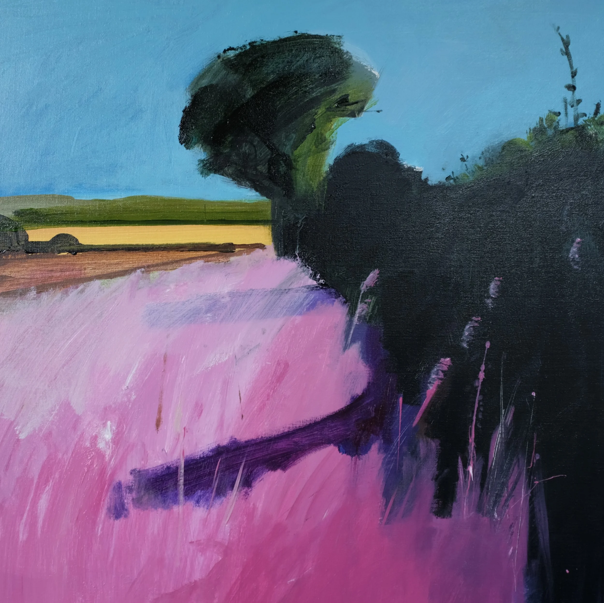 Dark Hedge, 2026 