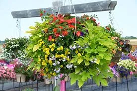 Colour Paradise Greenhouse