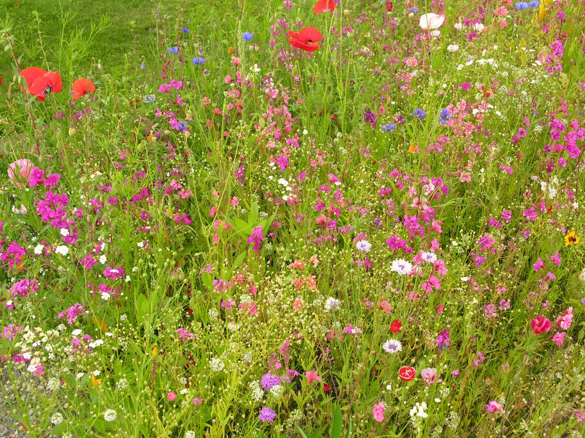 Eastbridge Neighbourhood Association FunDay