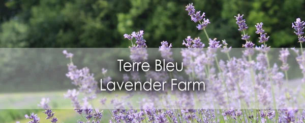Terre Bleu Lavender Farm