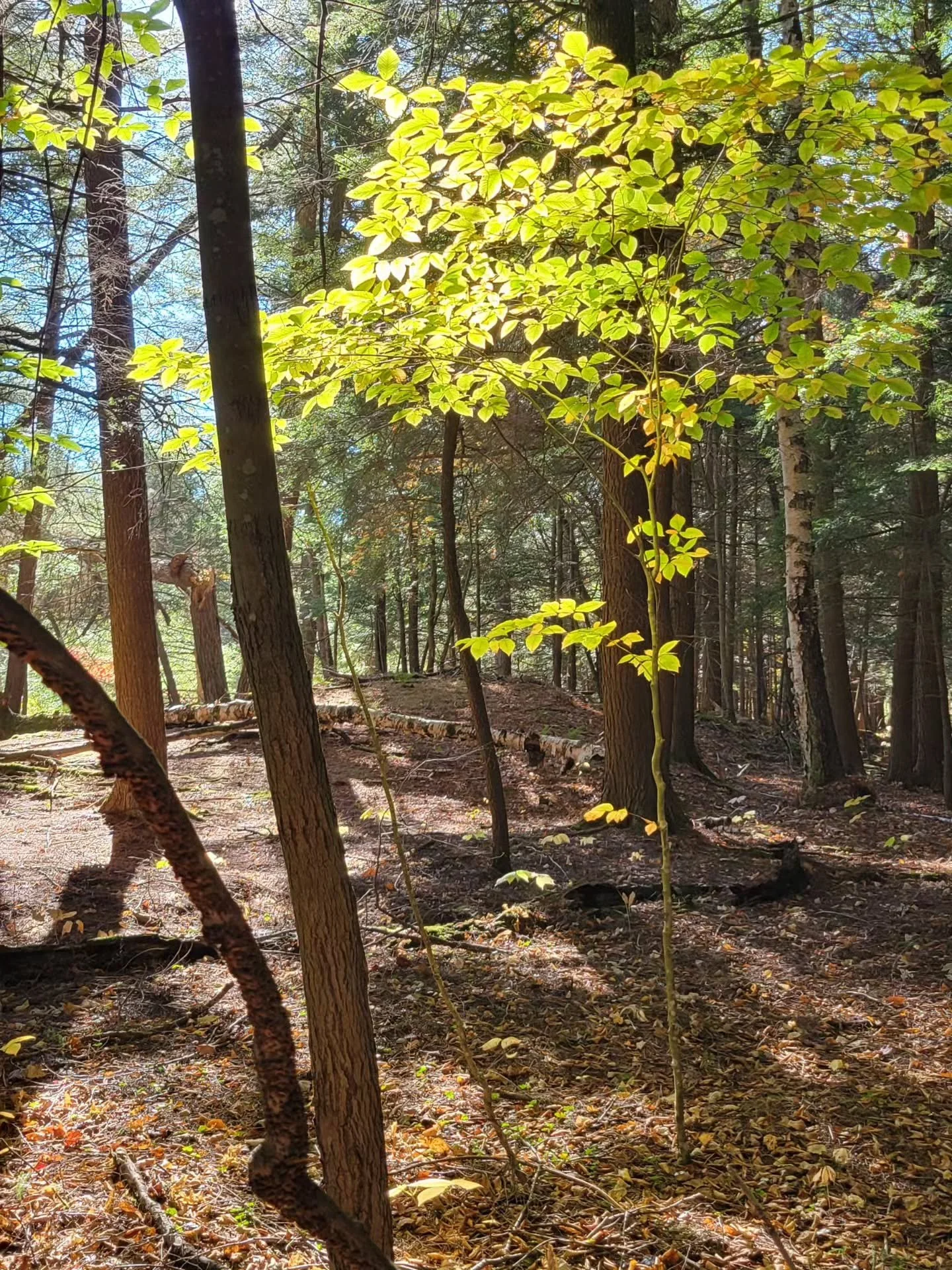 Lots of walks, lots of sun, lots of food and lots of memories made. It was an amazing Thanksgiving weekend up north at home. The quiet and the woods always ground us, and we are thankful for the opportunity to be here.
It's been a different year for 