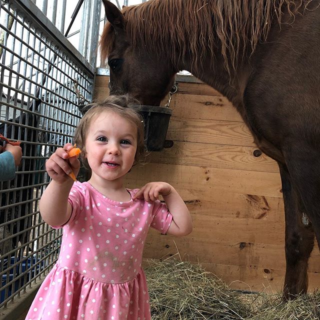 Honey gets all the @bumblerootorganicfarm carrots on her 30th birthday 💕💕💕 #morganhorse #horse #birthday #farmkids