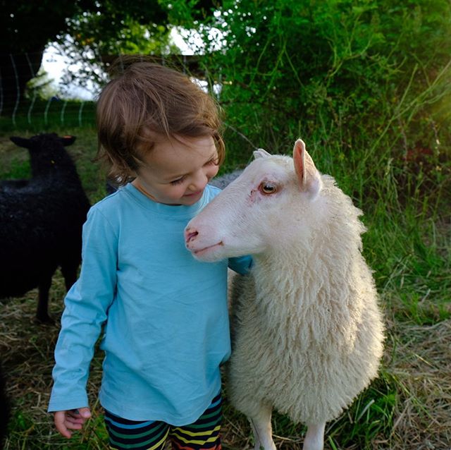 The sweet days of summer, with long evenings just made for chats with friends. @sweet_clover_farm #babeswithbabes #lamb #lamb #farmkids #finnsheep #maine #mainetheway