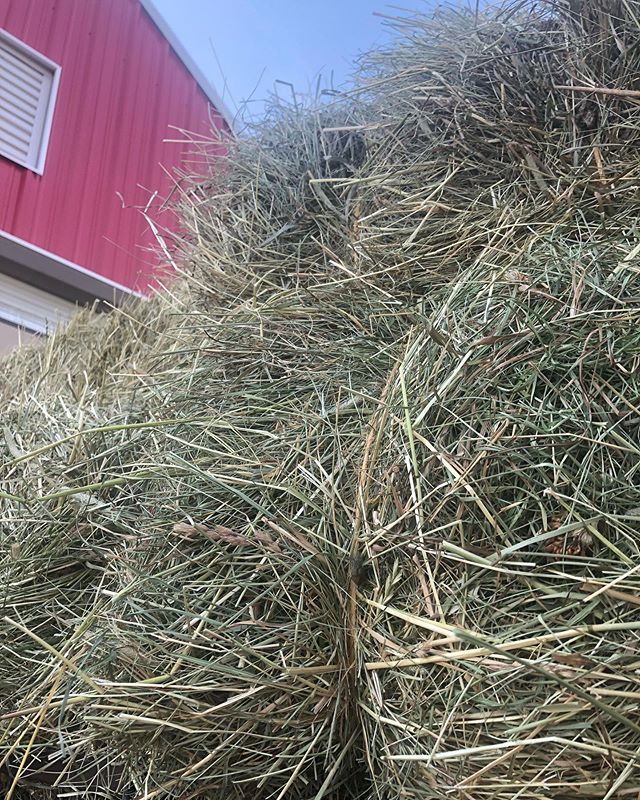 If only we could always have strawberry shortcakes before stacking hay. #haytime #maine #farmfitness #essentricssaveme