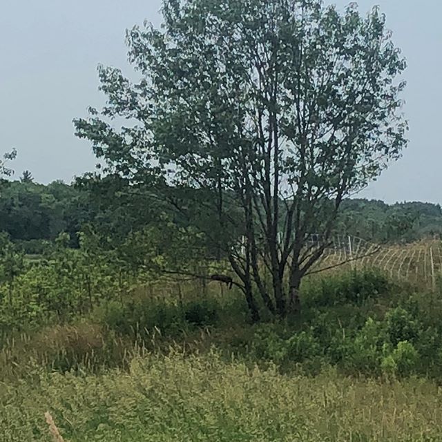 It’s hard to see clearly but that little critter asleep on the lower left branch is a groundhog. He sleeps there every naptime. Has anyone else seen them do that? Is this normal? Should I get him a hammock?