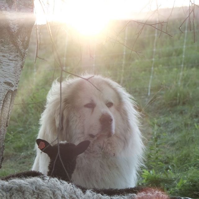 Frances, checking in with her friend. When mama goes out to graze, Frances and Felix cuddle up to Fafnir and sleep. #livestockguardiandog #lgd #greatpyrenees #gotlandsheep #gotlandsfår #gotlandsheepinmaine #lamb #lamm #shepherd #maine