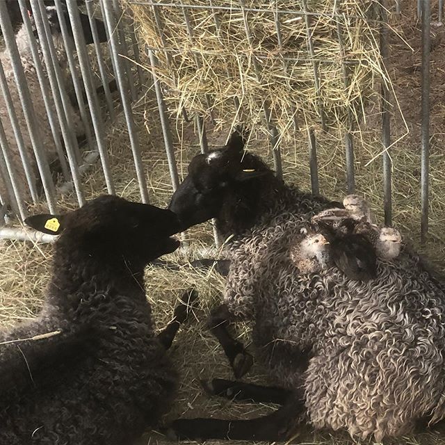 Adolescent chicks. Not pictured is their frantic mother, who does not want them roosting on sheep and who they calmly ignored. #chicks #chickens #sheep