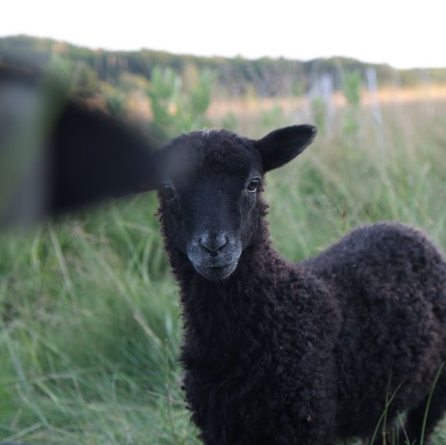 The ewes don’t like the lambs getting all the attention. #photobomb #gotlandsheep #gotlandsfår #gotlandsheepinmaine #maine #shepherd #shepherdess #familyflock
