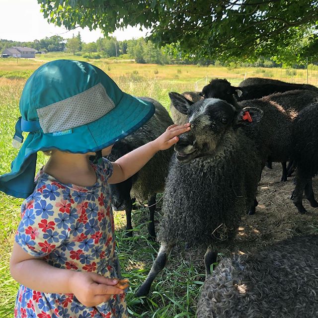 Watermelon, pretzels, and scratches in the shade on a perfect summer day. #farmkids #childhoodunplugged #gotlandsfår #gotlandsheep #gotlandsheepinmaine #maine #shepherdess #myflock