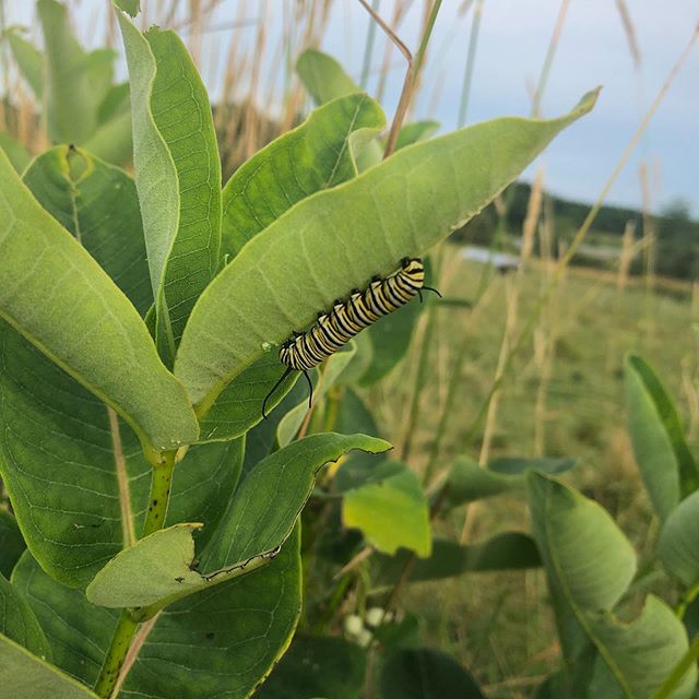 We found five of these little friends on our wander—big ones and brand new ones 💜