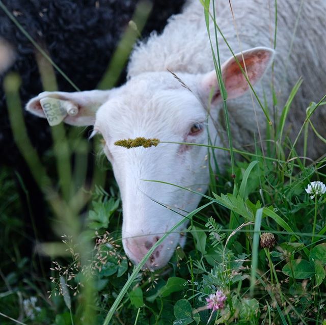 Looking for that perfect clover leaf. #finnsheep #lamb #maine #mainesummer #familyflock #shepherd #shepherdess