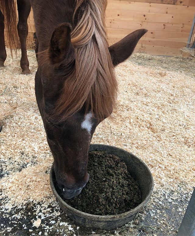 Honey went off hay early this summer and even with extra dental work still refuses it. So, it’s buckets of mush, all day long, and she’s very happy again. I am too, even with all the extra washing. #bestfriends #morganhorse #horseporridge