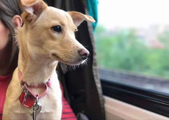 Commuter pup deep in th 🎾ught