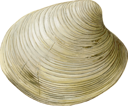 A happy clam?