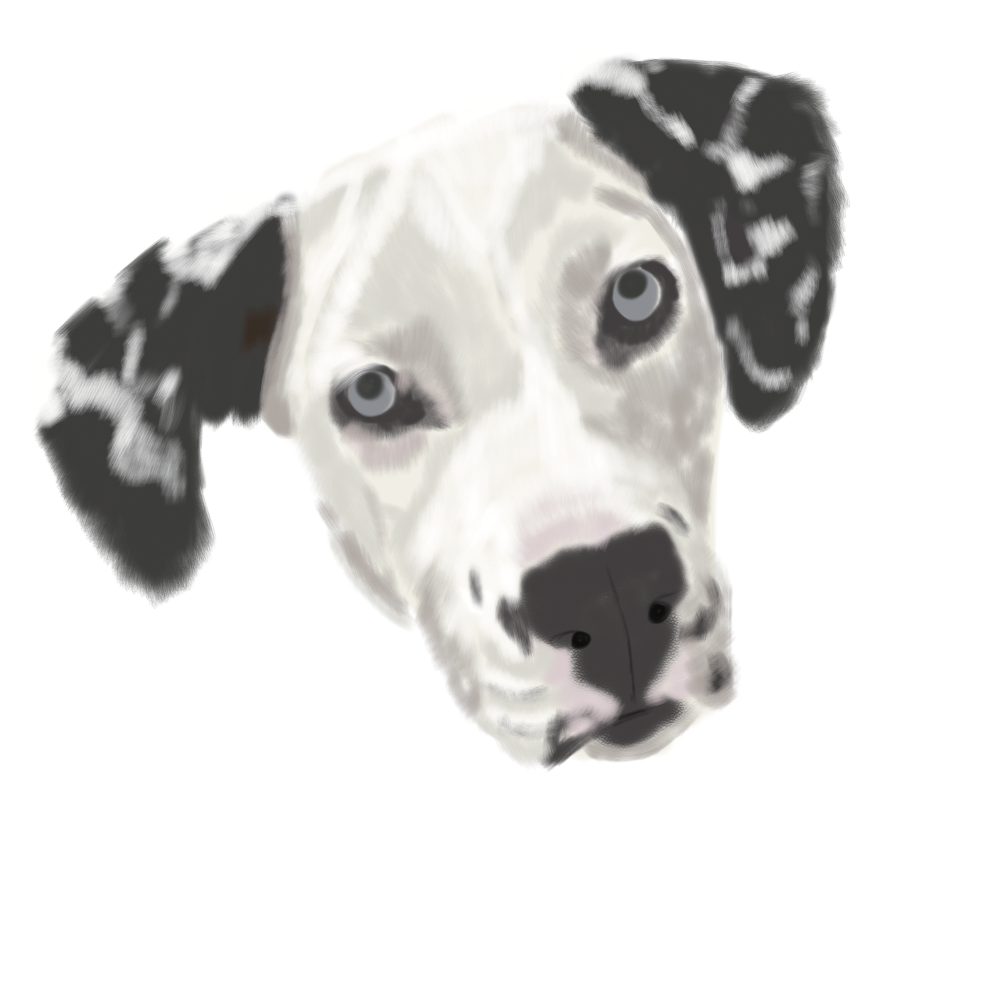 Dalmation.png