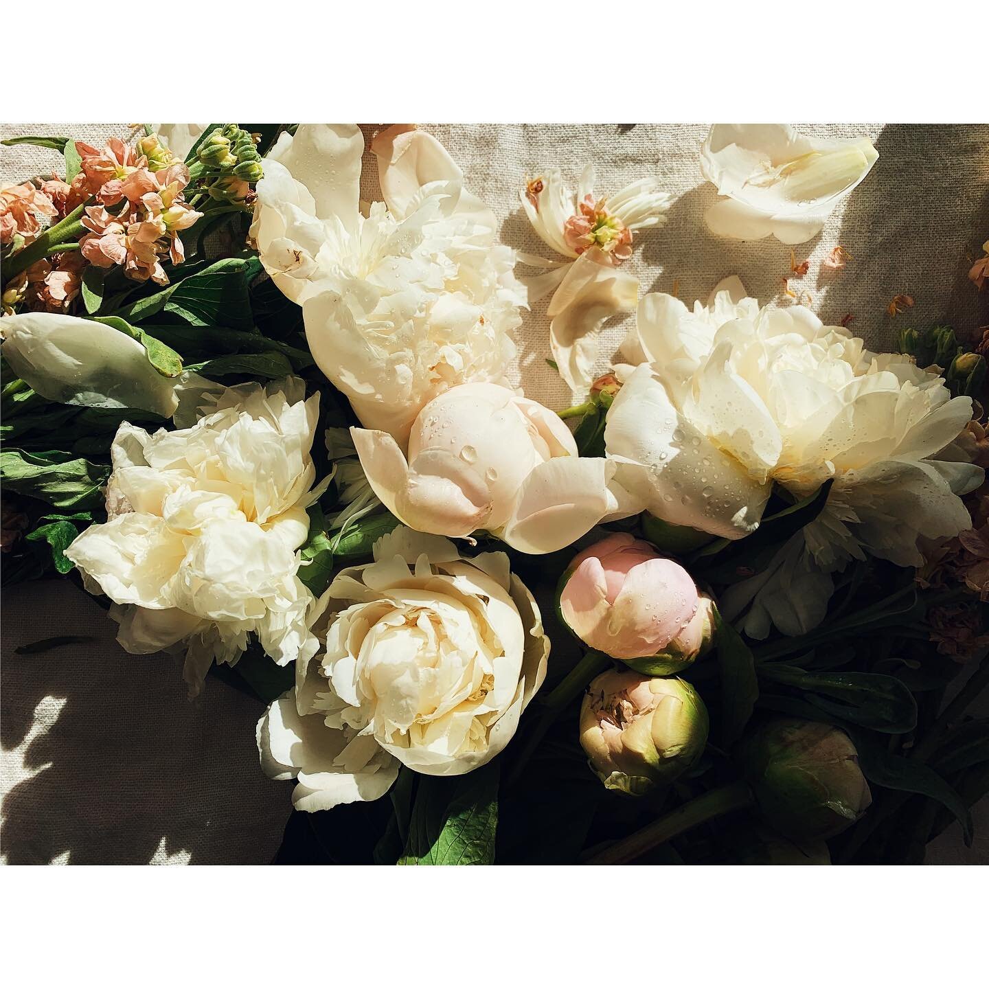 Day 74. Peonies from spring.
:

Hello friends, it&rsquo;s nice to see you. 
honestly, I&rsquo;ve been doing a bit of thinking. About the pandemic, the juggle, the loss ,and moving forward. The many others that have been hit worse. 
Feel me? 
:
Like s