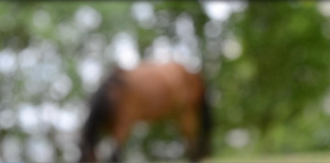 horsefilm.jpg