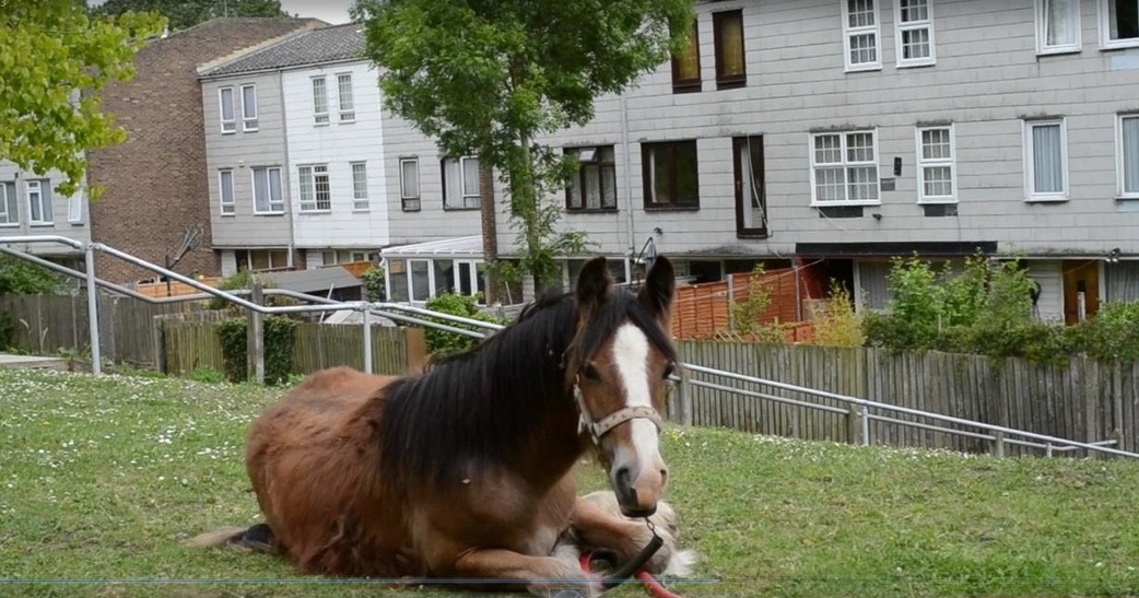 horsefilm2.jpg