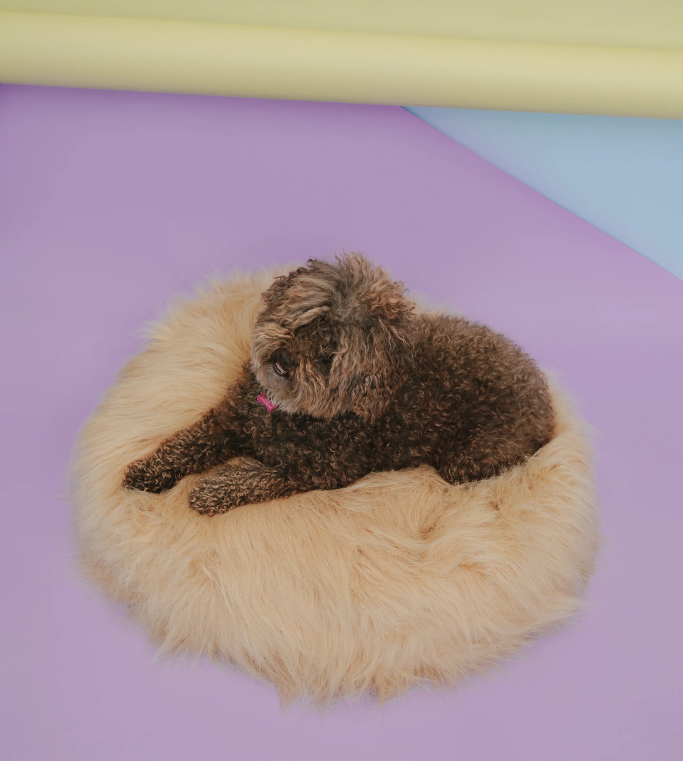 Hairy Thing,&nbsp;photo by&nbsp;Amanda Janowski