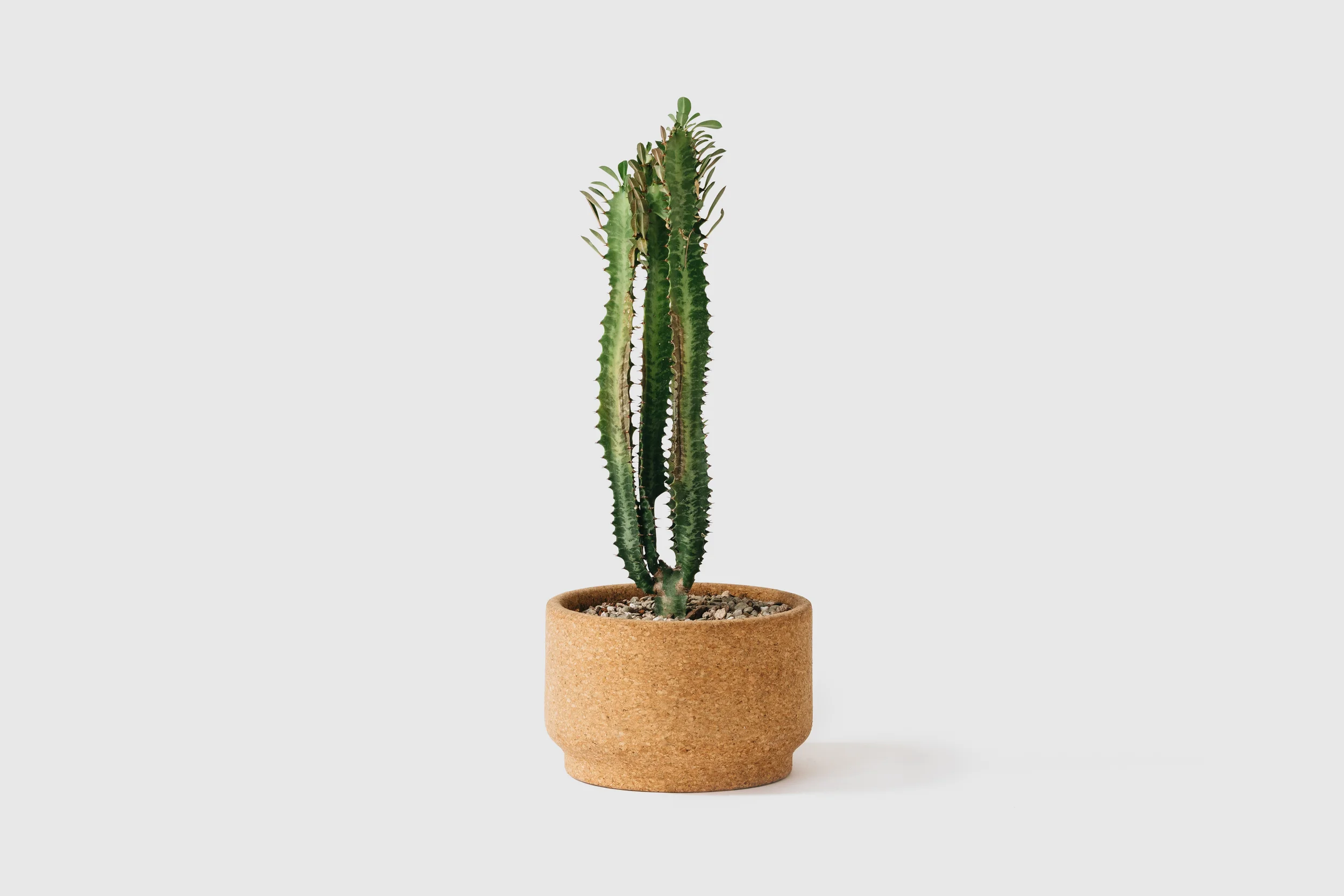 Medium Modern Cork Planter