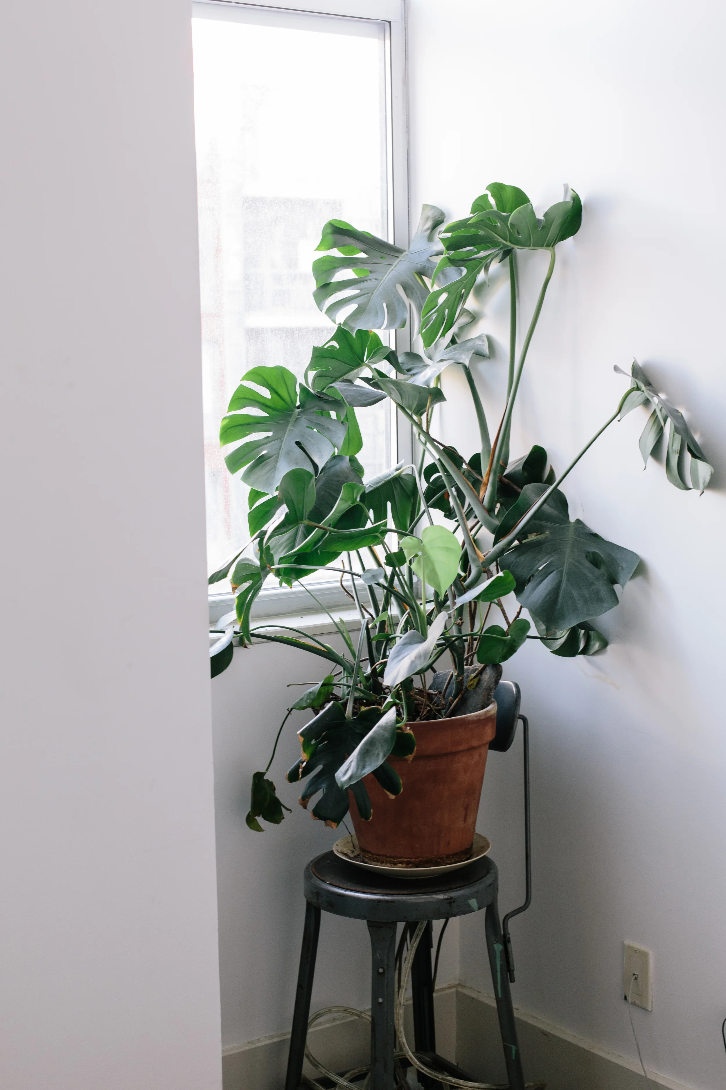 2016_03_01_PLANT_105.jpg