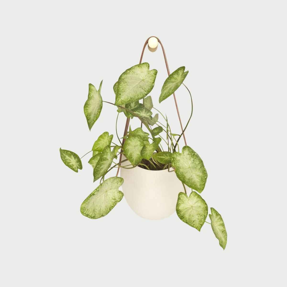 L_L_Nat_Leather_Leather_Planter_Flat_Back_brass.jpg