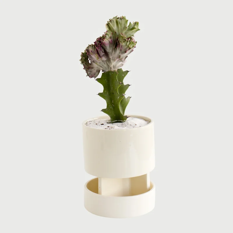 Copy of Archromo Planter and Tray