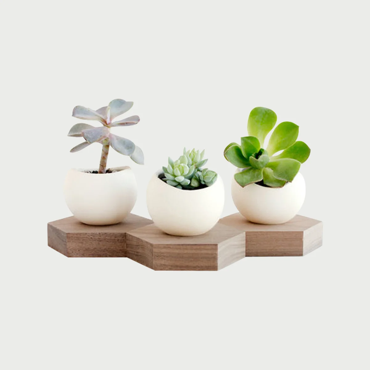Copy of Hex Spora (Set of 3)