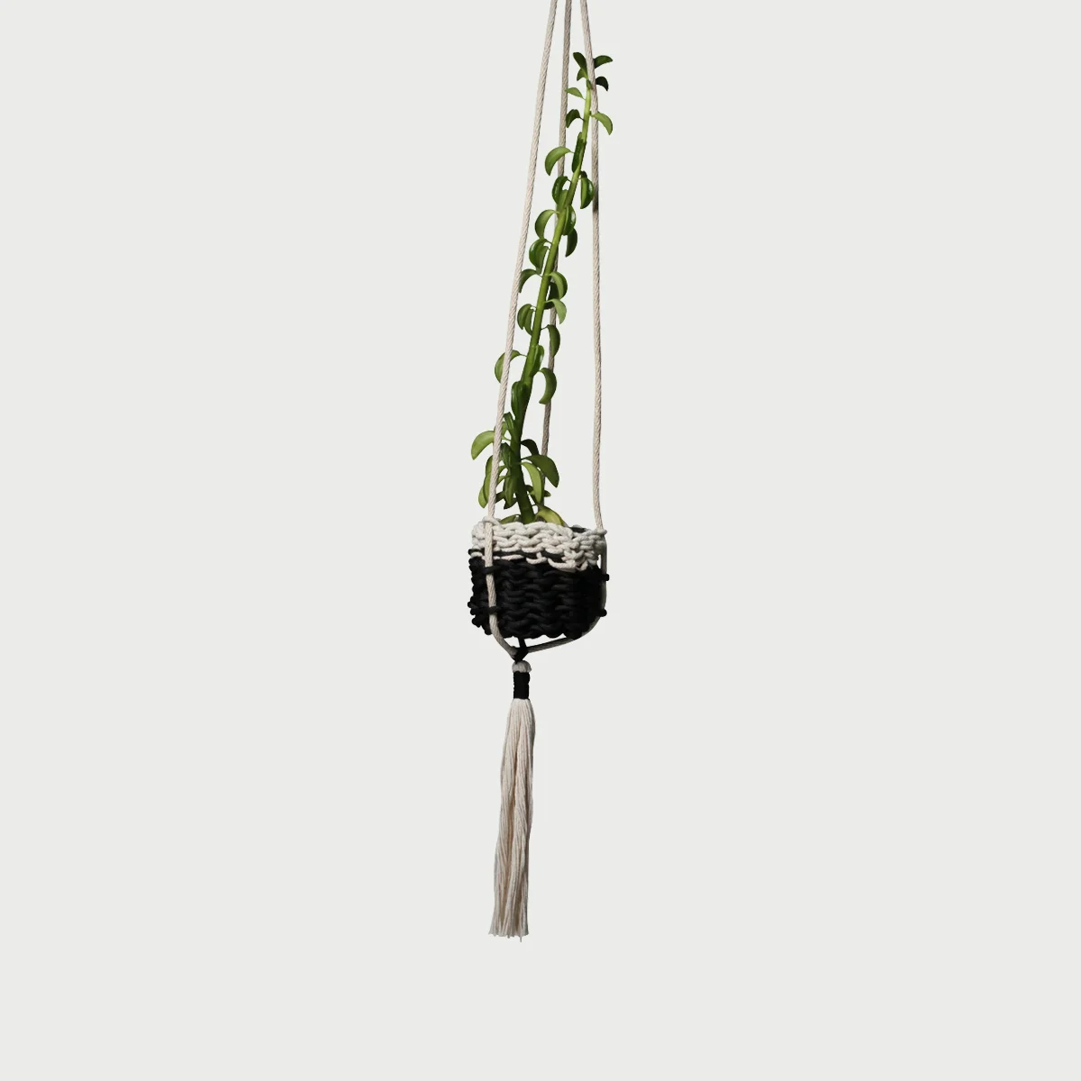 Copy of Hanging Basket #018