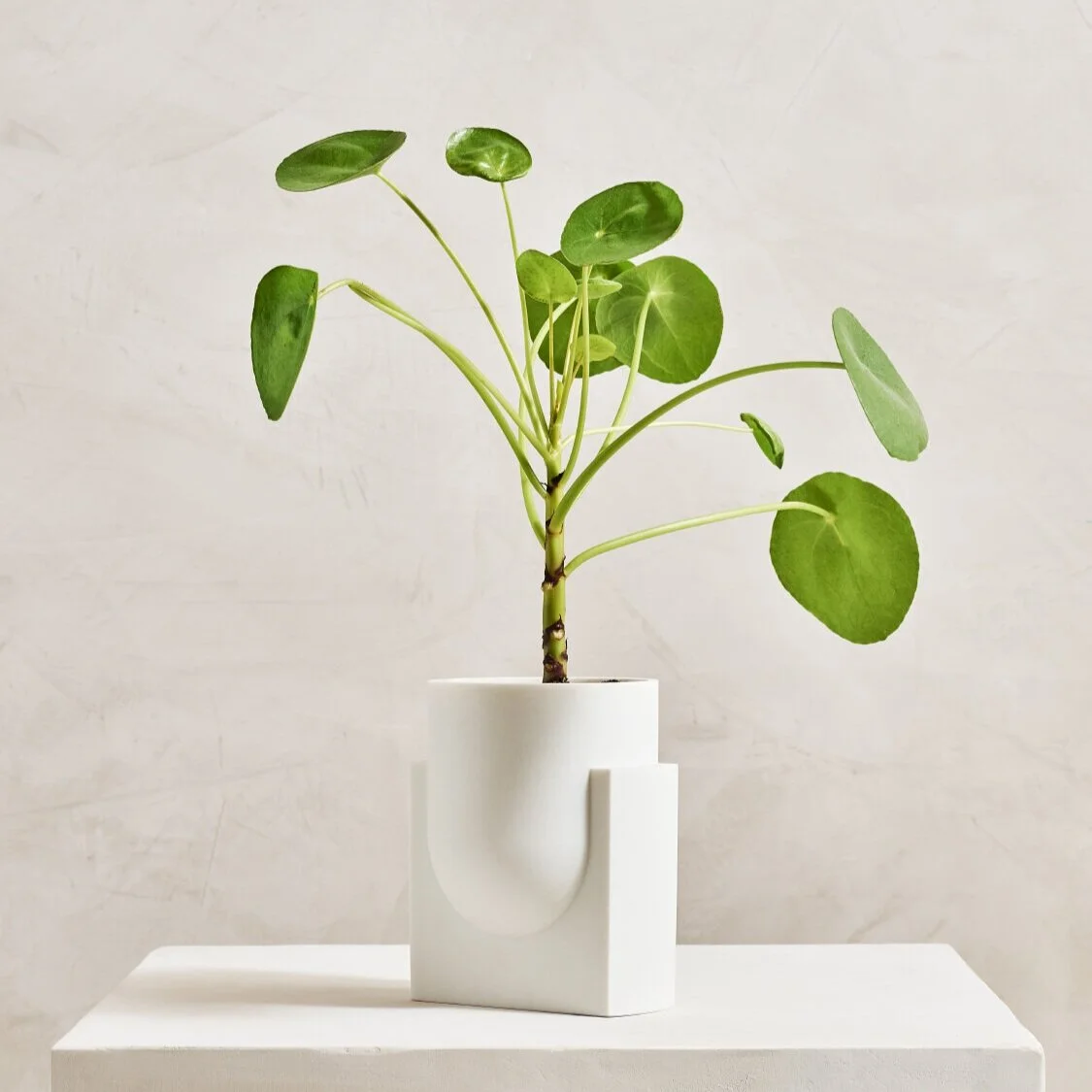 Light%2BLadder_Marble_Pluto_tabletop_Planter.jpg-1.jpg